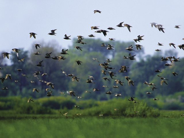 Ortografia w ornitologii, czyli rzecz o latających jeżach