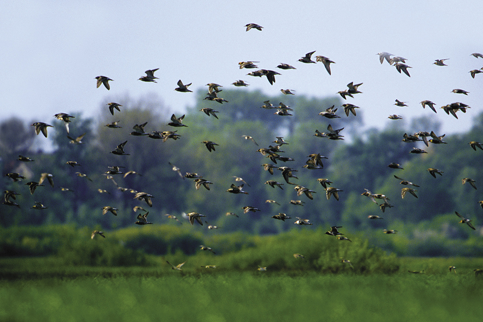 Ortografia w ornitologii, czyli rzecz o latających jeżach