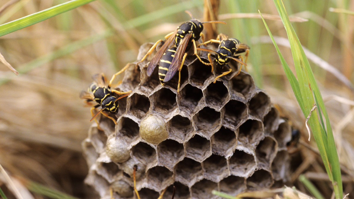 Osy pospolite (Vespula vulgaris)