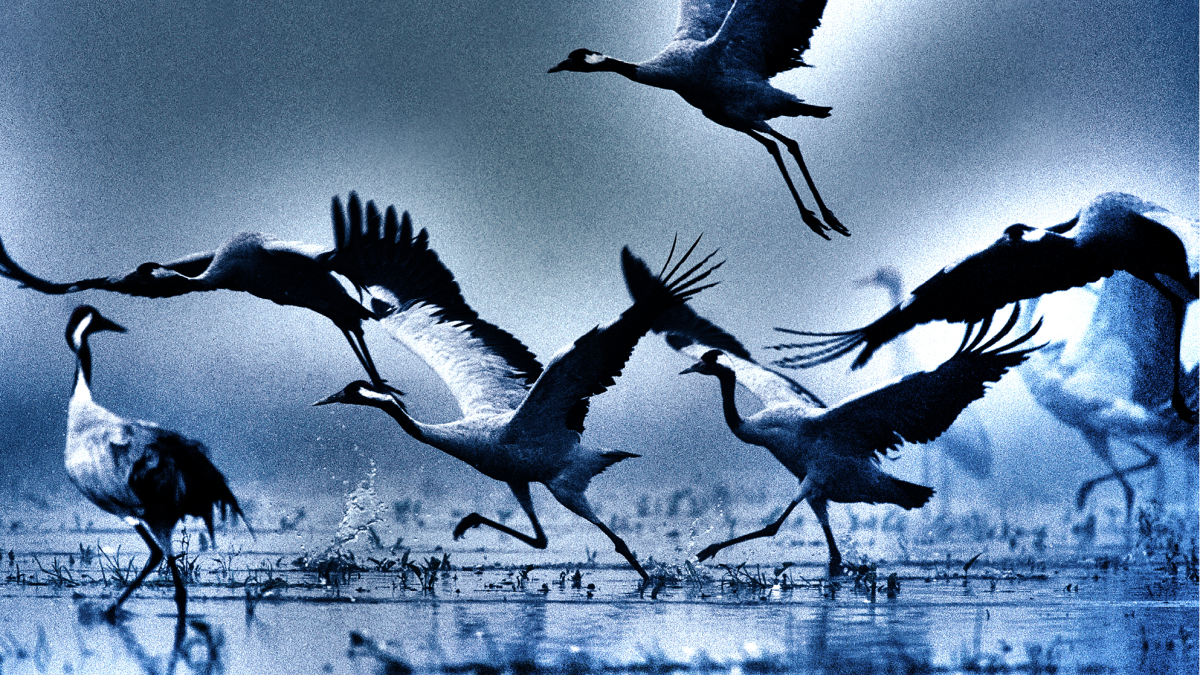 Żuraw (Grus grus)