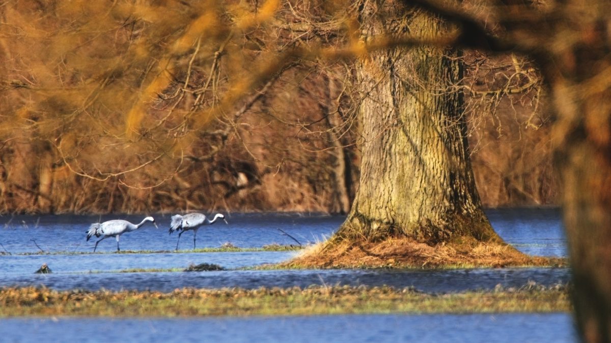 Żuraw (Grus grus)